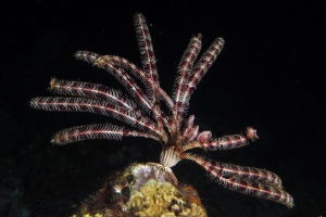 Crinoïde