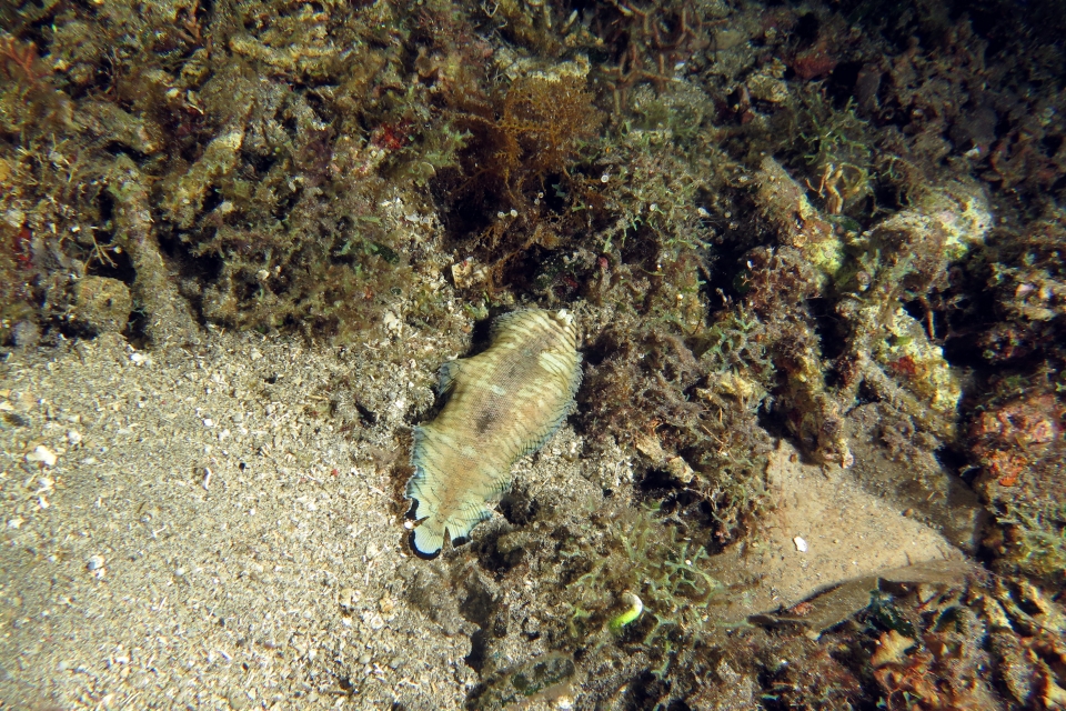 Soleichthys heterorhinos
