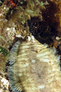 Soleichthys heterorhinos