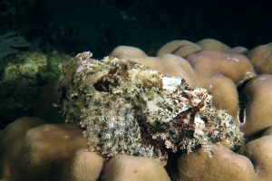 Scorpaenopsis oxycephala ou Scorpaenopsis venosa