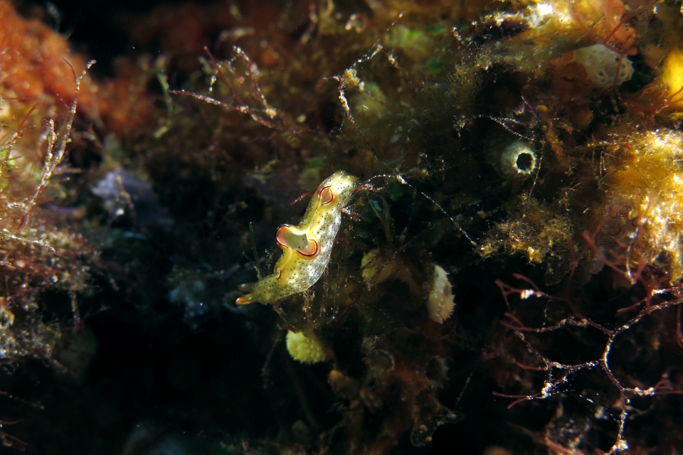 Elysia marginata