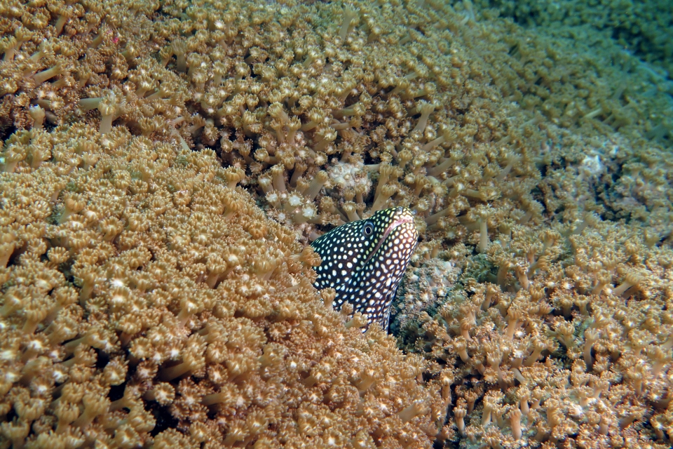 Gymnothorax meleagris
