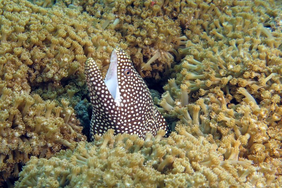Gymnothorax meleagris