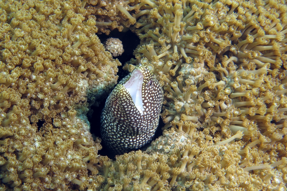 Gymnothorax meleagris