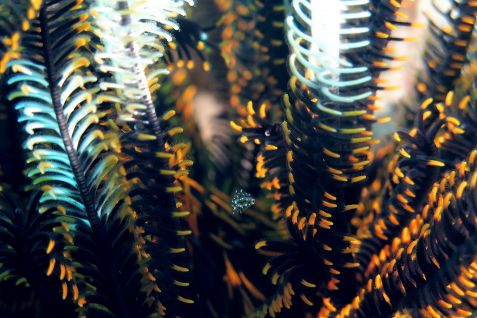 Crinoïde, Poisson juvénile