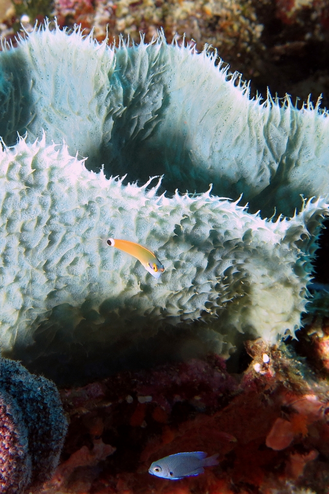 Callyspongia sp, Escenius 0stigmatu, Pomacentrus brachialis