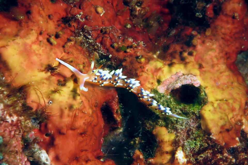 Caloria indica