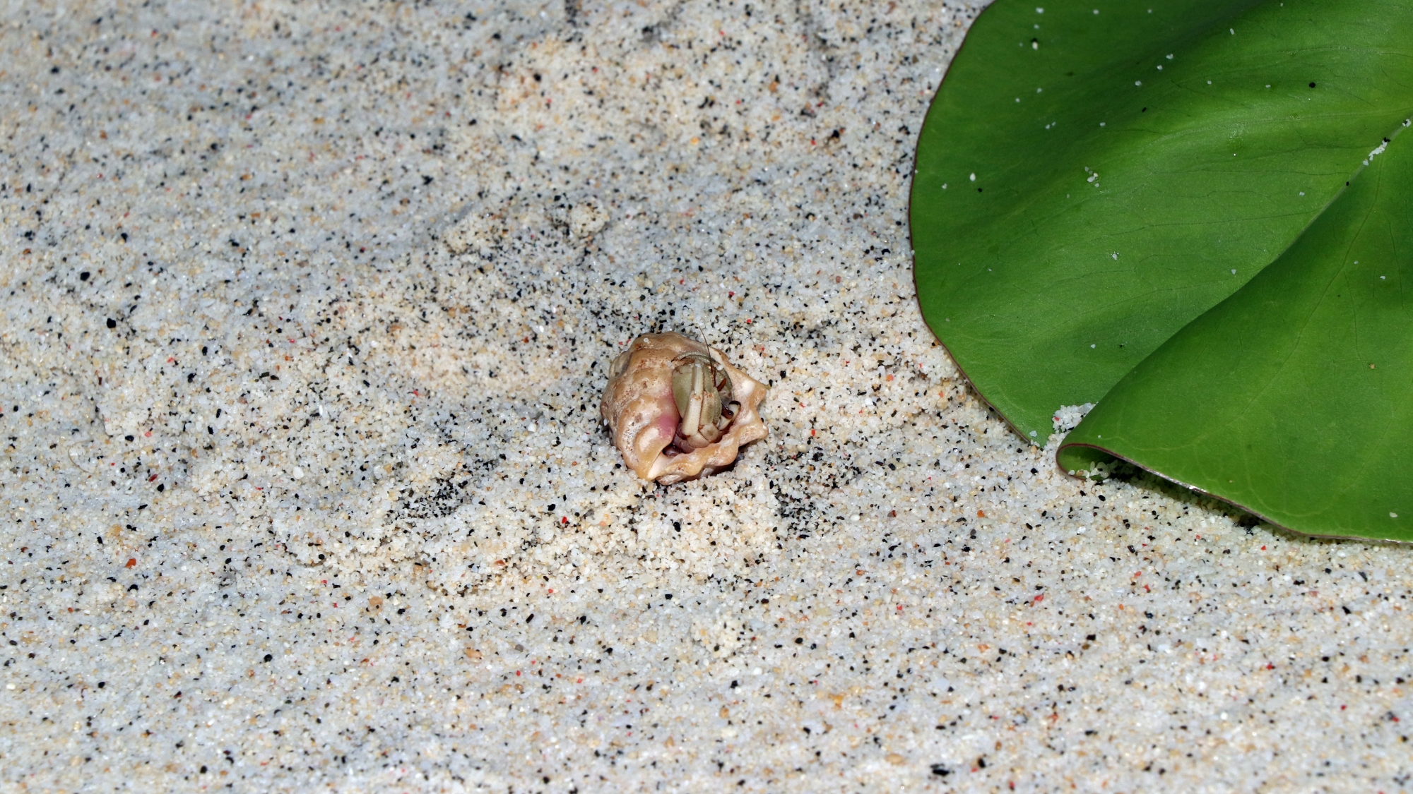 Coenobita perlatus