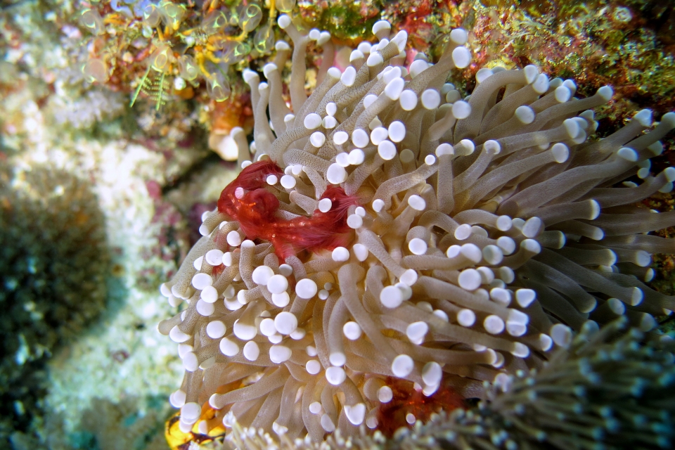 Achaeus japonicus, Euphyllia glabrescens