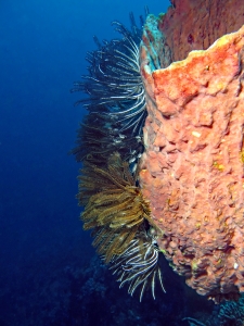 Xestospongia testudinaria, Crinoïde