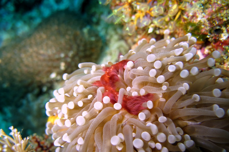 Achaeus japonicus, Euphyllia glabrescens