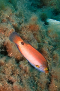 Labre Symphodus mediterraneus