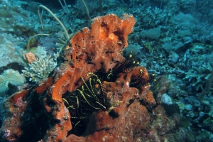 Eponge, Crinoïde