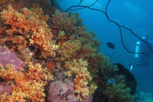 Dendronephthya sp. ou Scléronephthya sp.