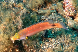 Symphodus mediterraneus