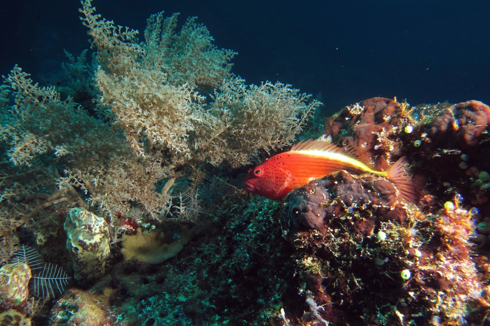Paracirrhites forsteri