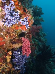 Distichopora violacea, Alcyonaire