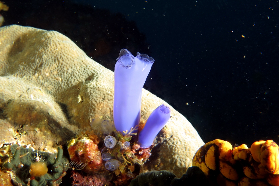 Rhopalaea sp., Clavelina moluccensis
