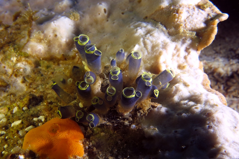 Clavelina cyclus, Didemnum cf. Didemnum granulatum