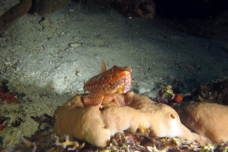 Synodus variegatus
