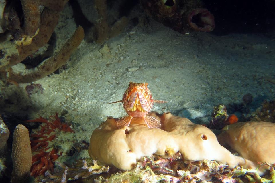 Synodus variegatus