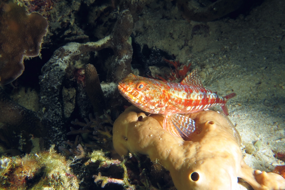 Synodus variegatus