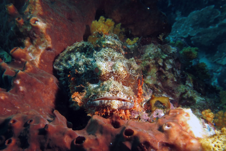 Scorpaenopsis oxycephala ou Scorpaenopsis venosa
