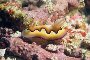 Goniobranchus coi
