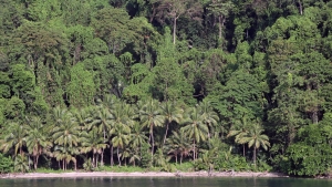Forêt équatoriale bordant une petite plage