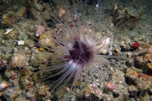 Cerianthus sp.