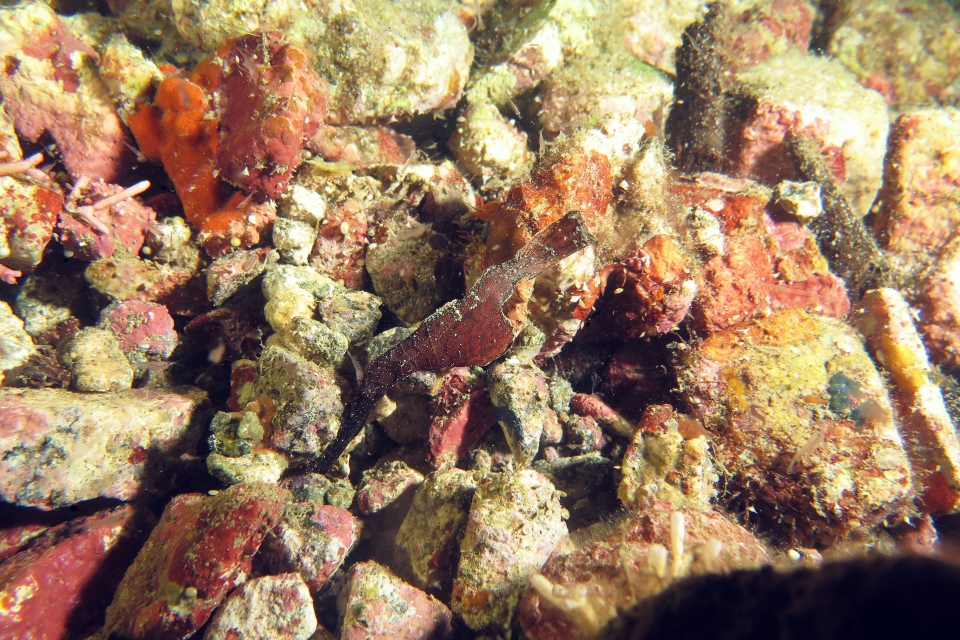 Solenostomus cyanopterus