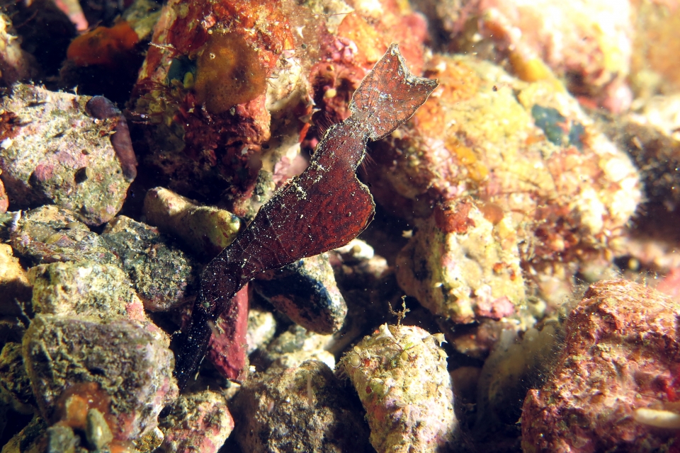 Solenostomus cyanopterus