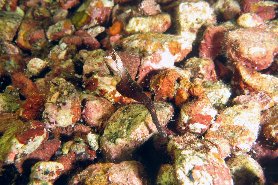 Solenostomus cyanopterus