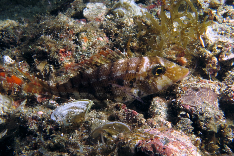 Lethrinus nebulosus