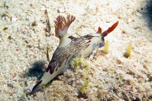 Nembrotha lineolata