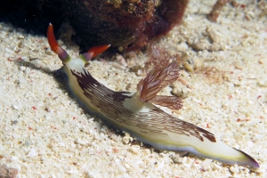 Nembrotha lineolata