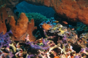 Eponge cf. genre Theonella, Chalinula nematifera, Corail cf. genre Seriatopora