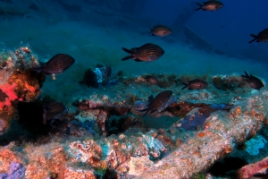 Chromis chromis