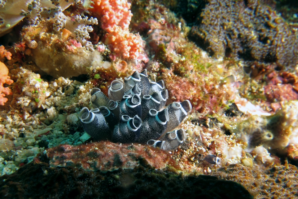 Clavelina cf. Clavelina maculata