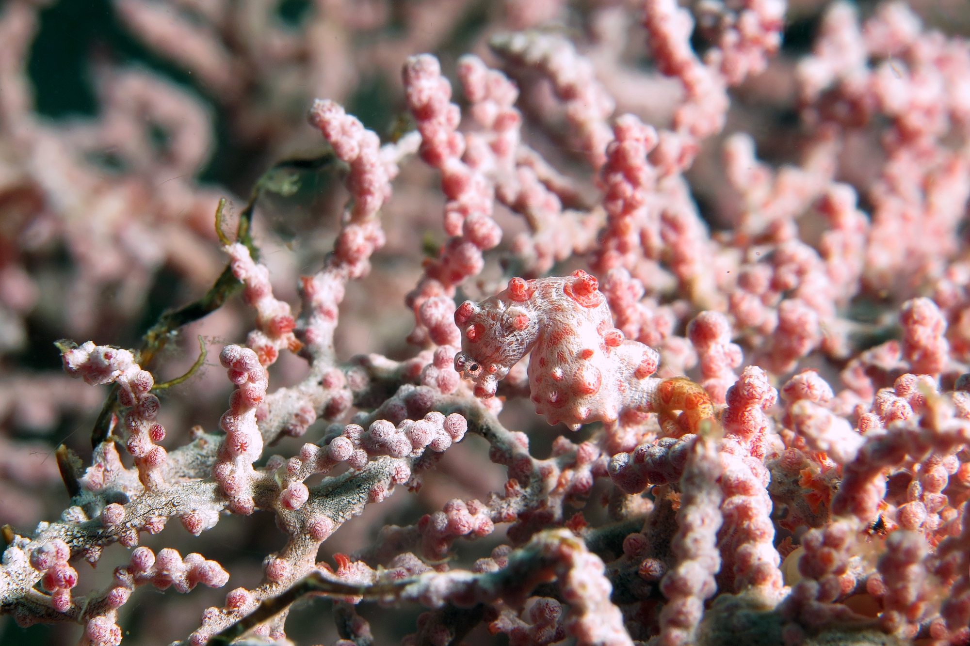 Hippocampus bargibanti, Muricella