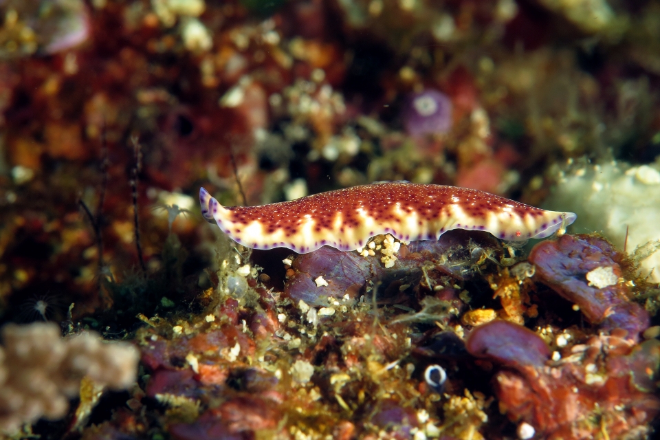 Pseudoceros