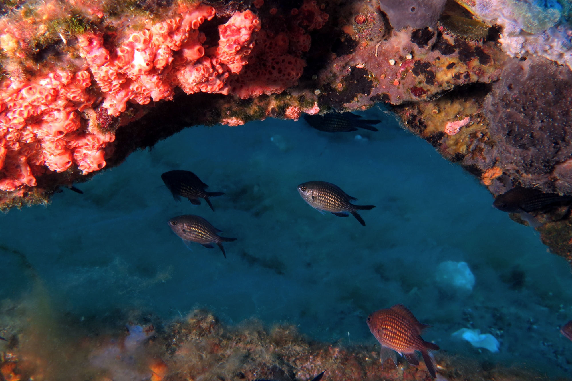 Chromis chromis