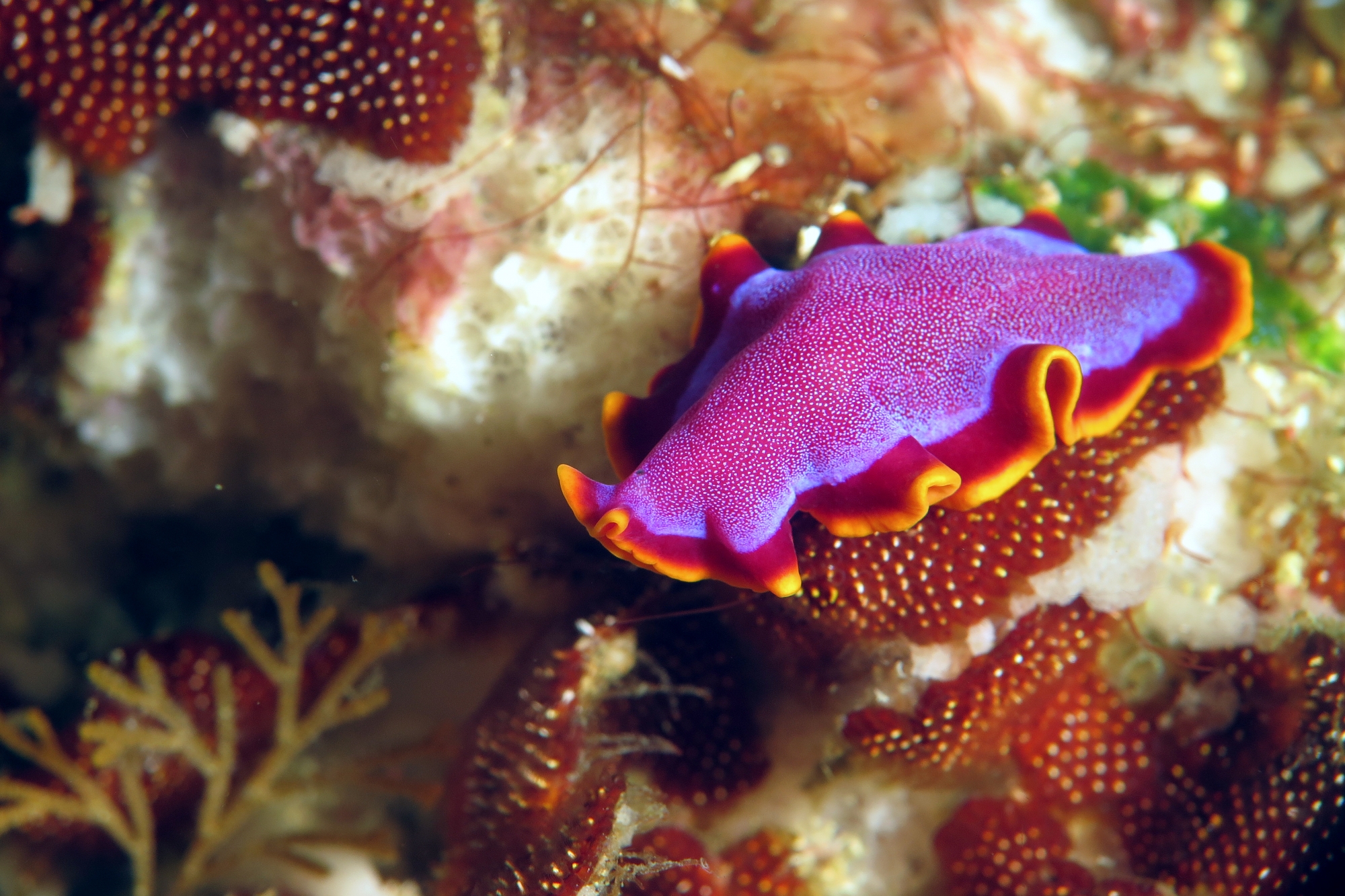 Pseudobiceros ferrugineus