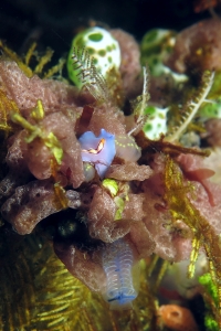 Pseudoceros bifurcus