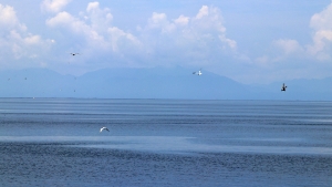 Sterna hirundo