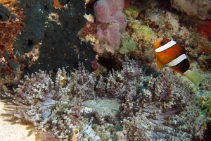 Heteractis aurora, Amphiprion clarkii