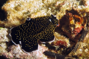 Thysanozoon nigropapillosum