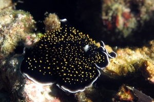 Thysanozoon nigropapillosum