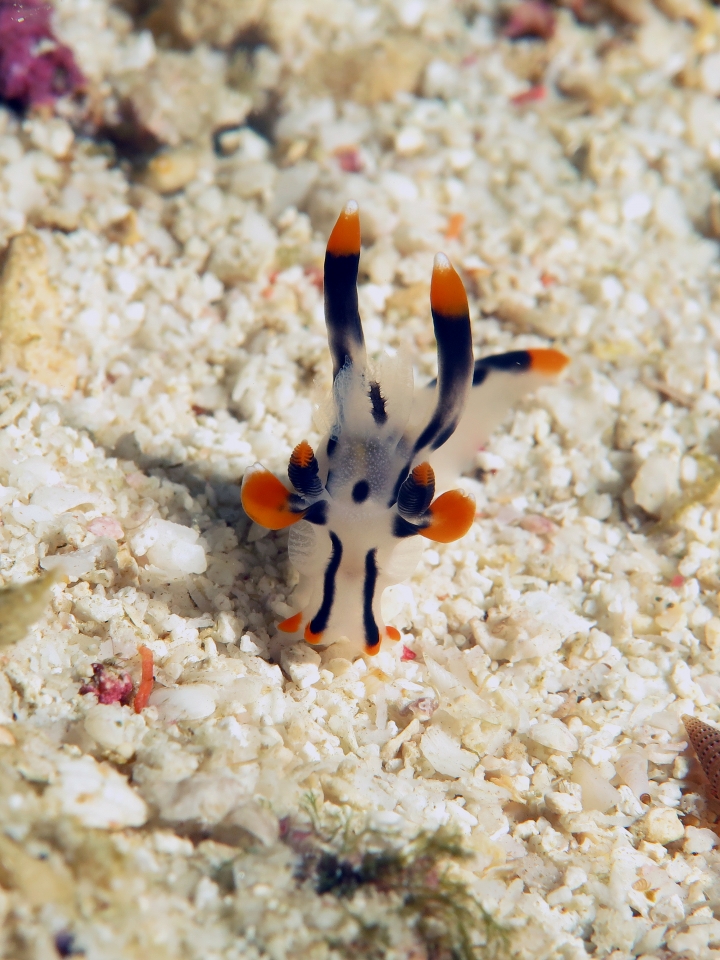 Thecacera picta