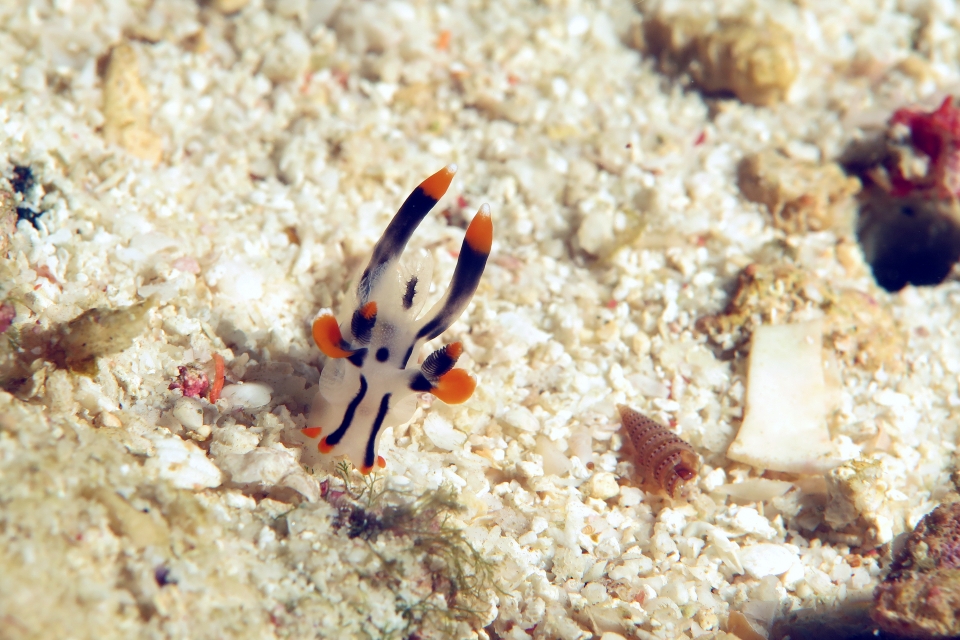 Thecacera picta